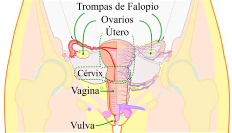 M Sculos Del Cuello Qu Son Cu Les Son Caracter Sticas