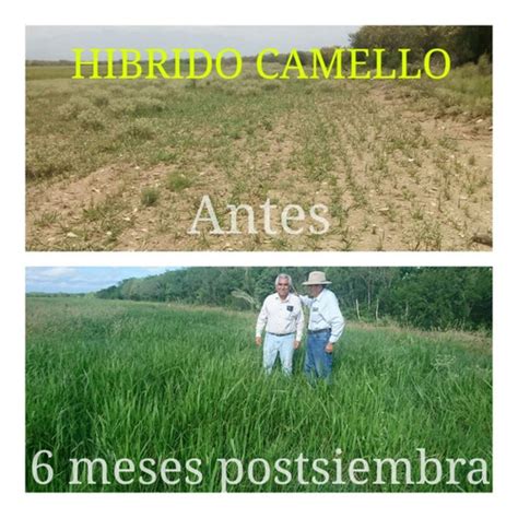 Kg Nuevo Pasto Camello Hibrido De Semillas Papalotla Semillas