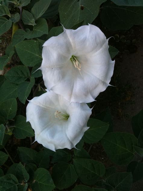 Moon Flower Moon Flower Nerd Stuff Nature Flowers Plants White