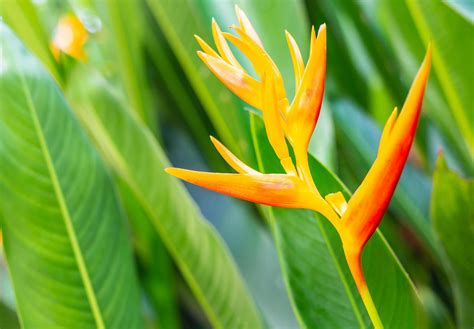 Heliconia Flower Or Heliconia Golden Torch Exotic Tropical Flowers In