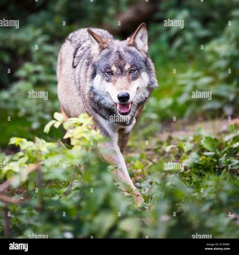 Gray Eurasian Wolf Canis Lupus Stock Photo Alamy