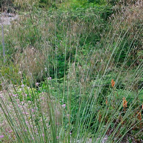 Autumn Moor Grass Fine Gardening