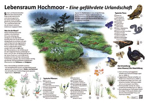 Lebensraum Hochmoor Eine gefährdete Urlandschaft Ökologie