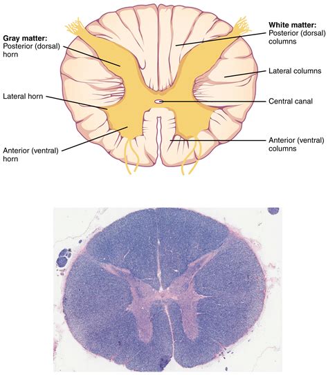 Posterior Dorsal