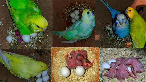 Progress Budgies Parrots Chicks Eggs Breeding Youtube