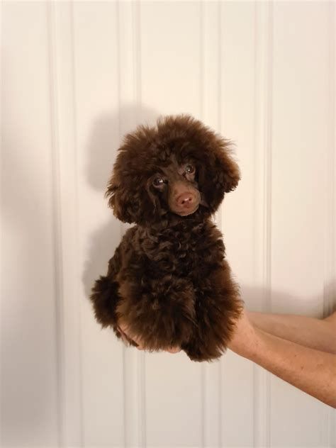 How To Give A Standard Poodle A Teddy Bear Cut