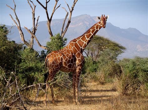 Endangered Giraffe The Reticulated Giraffe Giraffa Reticu Flickr