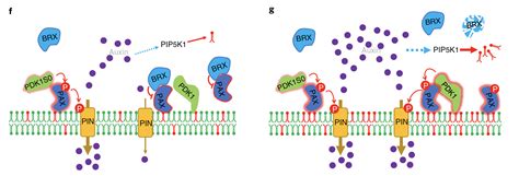 科学网—nature Plants：拟南芥pdk1调控生长素转运和维管发育 郝兆东的博文