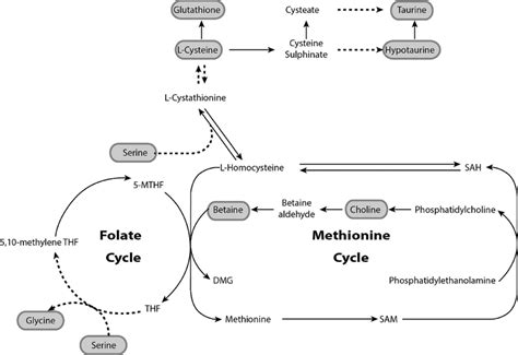 Overview Of The Folate Cycle And Methionine Cycle Metabolites That Are