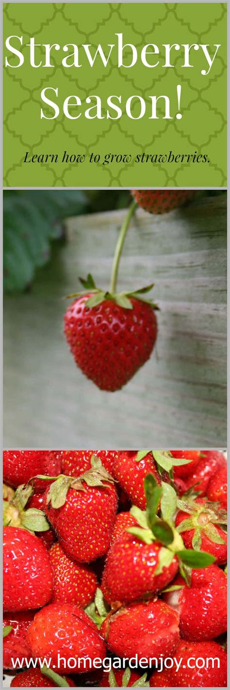 Strawberry Season – Home Garden Joy