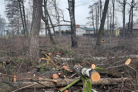 Inwestycje Przy Kozienickiej Na Jednej Dzia Ce Wycinaj Drzewa Na