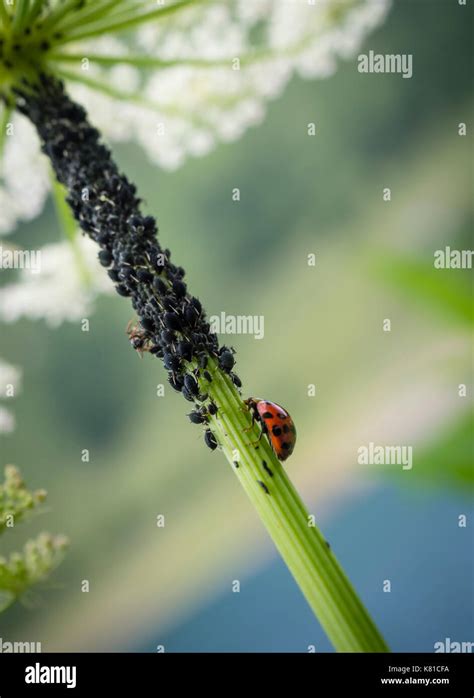 Coccinelles vigne Banque de photographies et dimages à haute