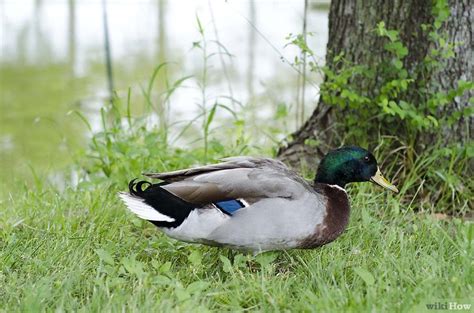 C Mo Cuidar Patos Pasos Con Im Genes Wikihow