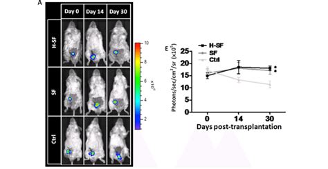 H-SF enhanced post-transplantation islet survival. (A) Representative ...