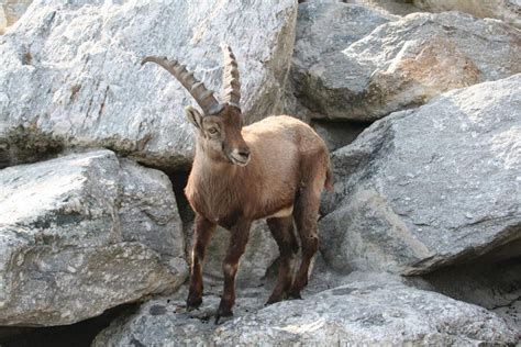 The Innsbruck Alpine Zoo The Highest Zoo In Tyrol