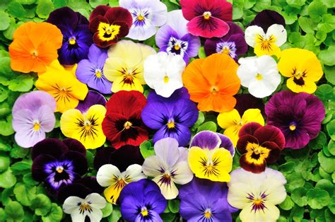 Viola Mix Pohlmans The Plant People Phone 07 5462 0477