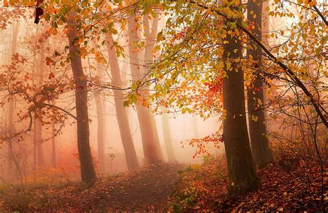 Fotografie Natur Landschaft Morgen Nebel Sonnenlicht Wald Fallen