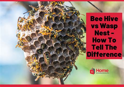 Bee Hive Vs Wasp Nest How To Tell The Difference