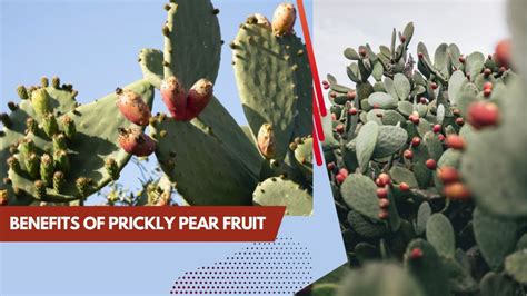 Health Benefits Of Prickly Pear Fruit Rewiews Club Pro