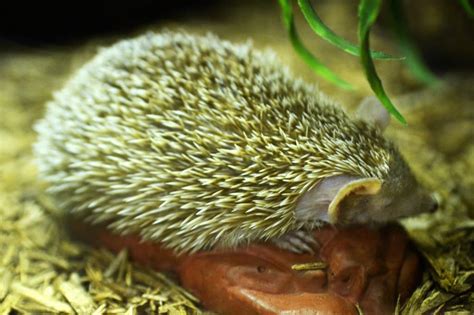 13 Animals With Quills And Their Pictures