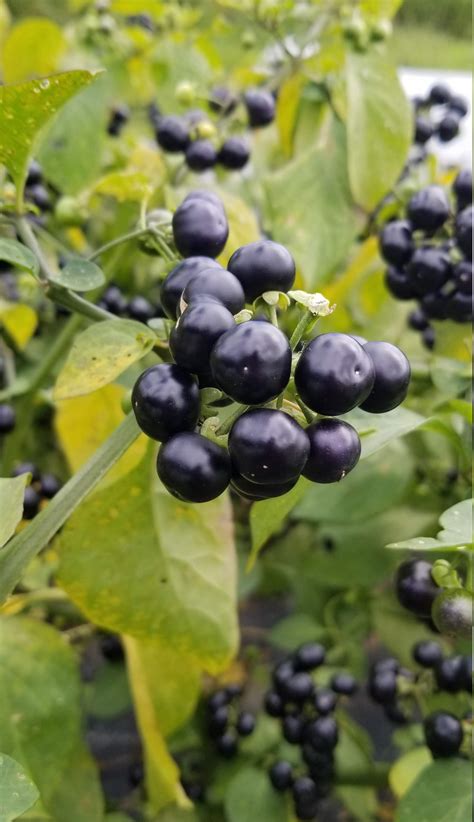 garden huckleberry 3