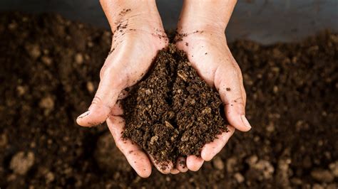 What Is Peat Moss And How Do You Use It In Your Garden