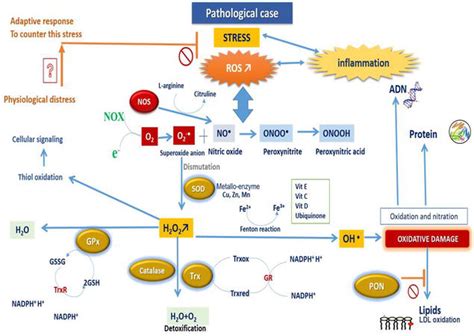 Endogenous Enzymatic Antioxidant Defense and Pathologies | IntechOpen