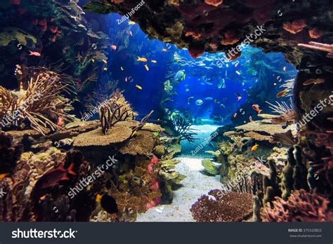 547 Fish tank back Images, Stock Photos & Vectors | Shutterstock
