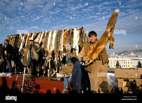 Fur Trapping Immagini E Fotografie Stock Ad Alta Risoluzione Alamy