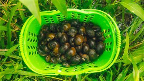 Hunting Snails Menemukan Siput Mencari Keong Mas Di Sawah Keong