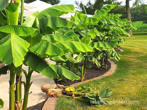 Cold Hardy Banana Tree The Essential Guide To Musa Basjoo