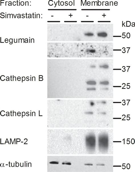 Human Cathepsin B Antibody AF953 R D Systems