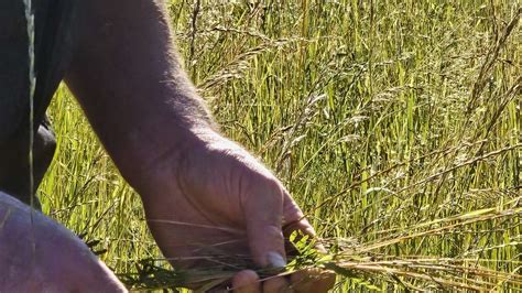 Berchtesgadener Land Landwirt Fordert Weiterhin Kennzeichnungspflicht