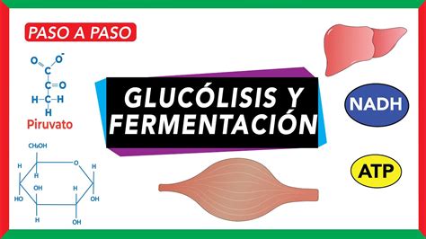 Glucólisis pasos y destino del piruvato fermentación YouTube