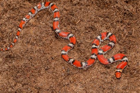 Northern Scarlet Snake Snakes Nature In Focus