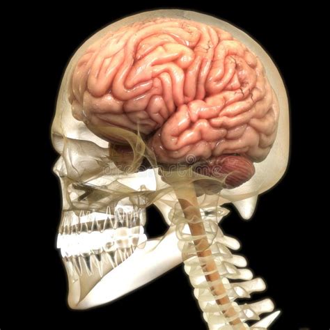 Rg O Central Da Anatomia Cerebral Do Sistema Nervoso Humano Ilustra O