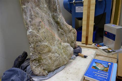 Photos Huge Dinosaur Skeleton Unearthed