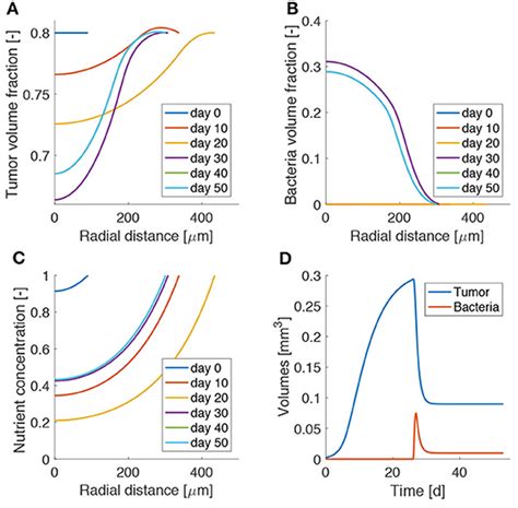 Frontiers Investigating The Physical Effects In Bacterial Therapies