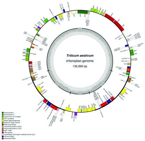 Annotated Map Of The Chloroplast Genome Structure In K A The