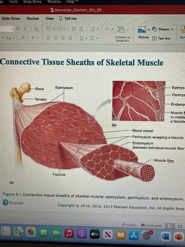 Chapter 9 Muscles And Muscle Tissue Flashcards Quizlet