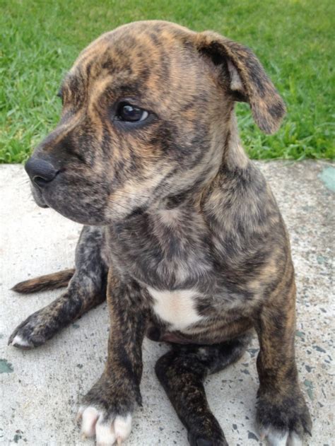 Top 10 Brindle Staffy Ideas And Inspiration