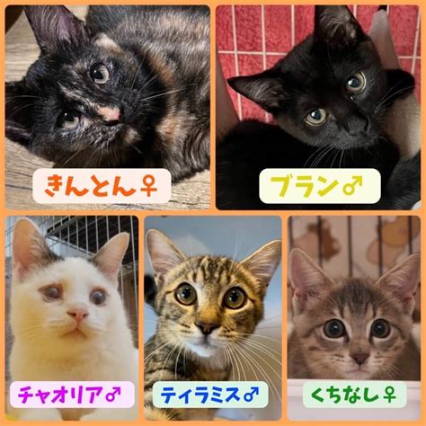 11月26日開催！岐阜県最大級 子猫＆保護猫譲渡会！新しい家族と運命の出会いを！ ネコリパブリック｜日本の猫の殺処分をゼロに！