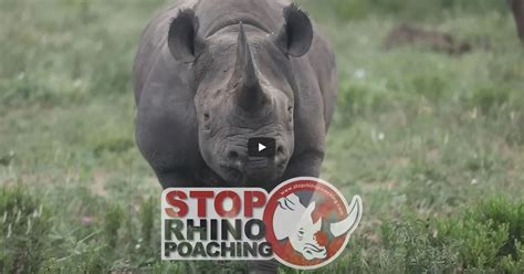 Protecting Conserving Rhino Populations Stop Rhino Poaching