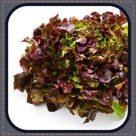 Salade Feuille De Ch Ne Rouge