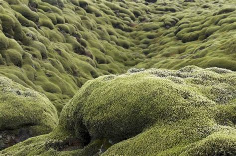 The Mossy Lava Fields of Iceland | Amusing Planet