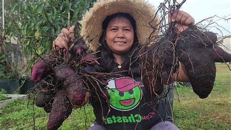 Harvest Today Ube Or Purple Yam Harvest Sa Amerika Part Youtube