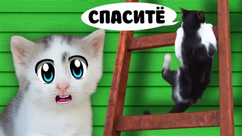 ЧЕЛЛЕНДЖ для КОТОВ! КТО ПЕРВЫЙ ПРОЙДЕТ ДЕВОЧКИ ИЛИ МАЛЬЧИКИ? ШКОЛА ...