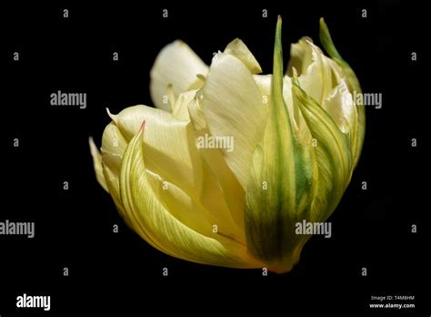 tulip exotic emperor Stock Photo - Alamy