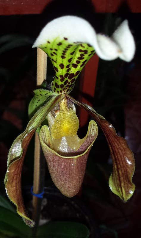 Paphiopedilum X Nitens P Insigne X P Villosum Paphiope Flickr