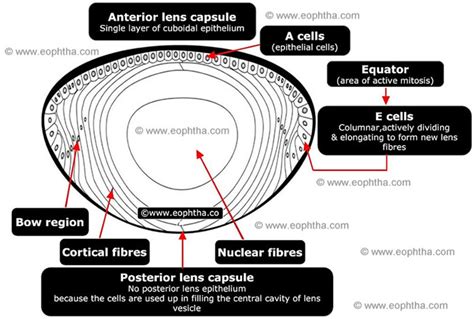 Anatomy Of Lens